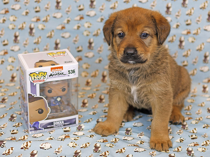 chinook puppy